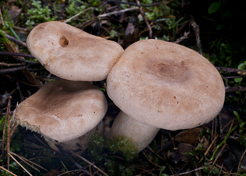 Lactarius helvus